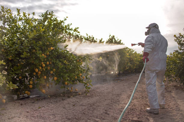 Best Bed Bug Extermination  in West Little River, FL